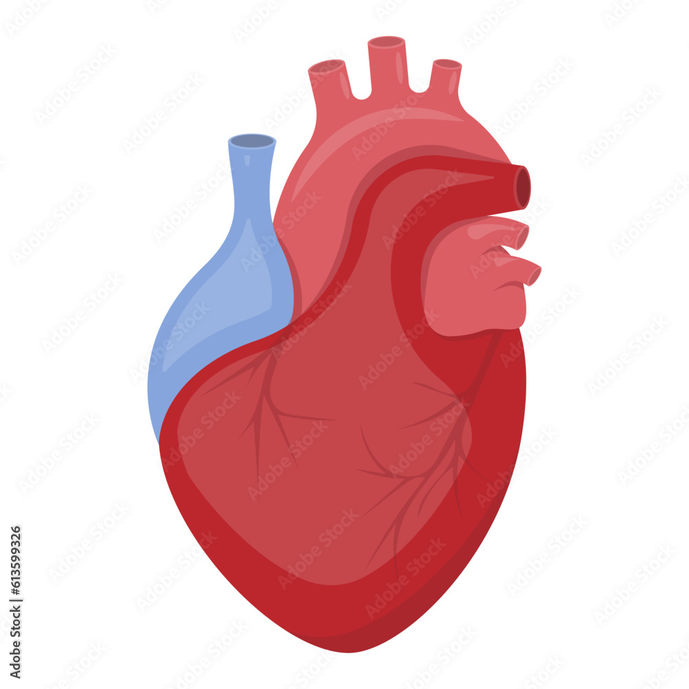 3d realistic human heart. Anatomically correct heart with venous system