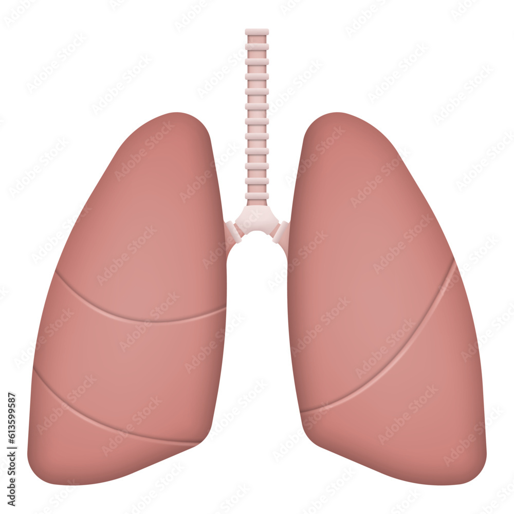 Realistic human lungs isolated on white background. Vector illustration. Realistic human lungs isolated on white background. Vector illustration.
