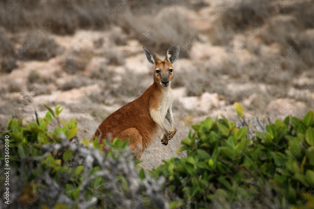 Fototapeta premium Kangaroo in Westaustralien II