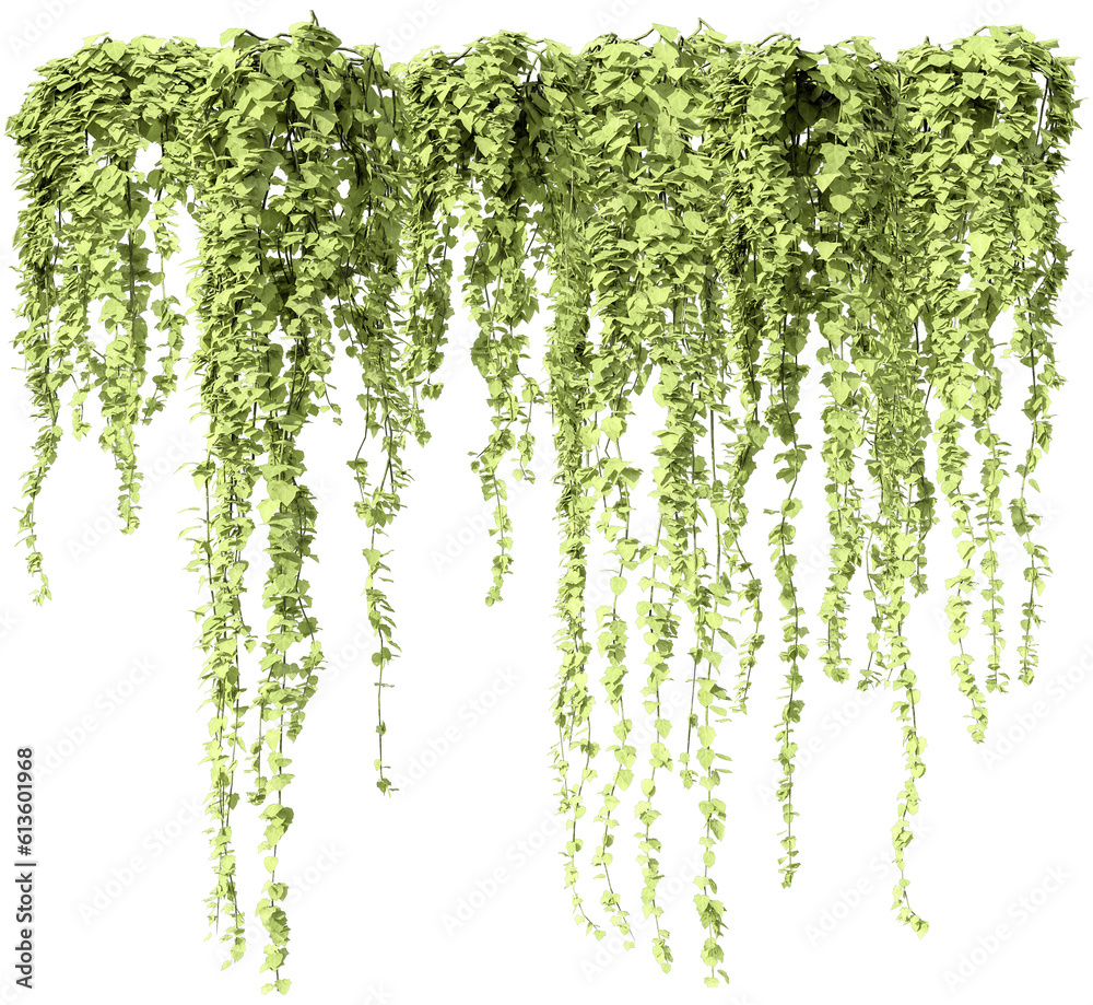 Fototapeta premium Creeper plant, climber plant, photorealistic 3D rendering with transparent background, for illustration, digital composition, architecture visualization