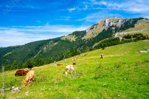 Cows on Alps meadow in Austria, near Schafberg hill. Cows are looking to lake in far. © Martin
