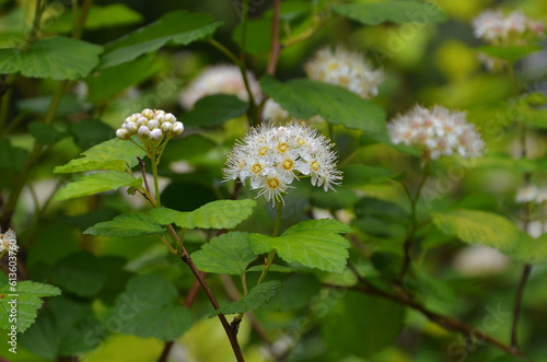 Photography White blooming arrowwood viburnum (Viburnum Dentatum) shrub