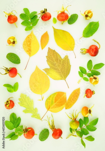 Fototapeta Naklejka Na Ścianę i Meble -   Composition of autumn colorful bright yellow leaves, red rowan berries and rose hips Isolated on a white background. Autumn concept. Top view, flat lay.	