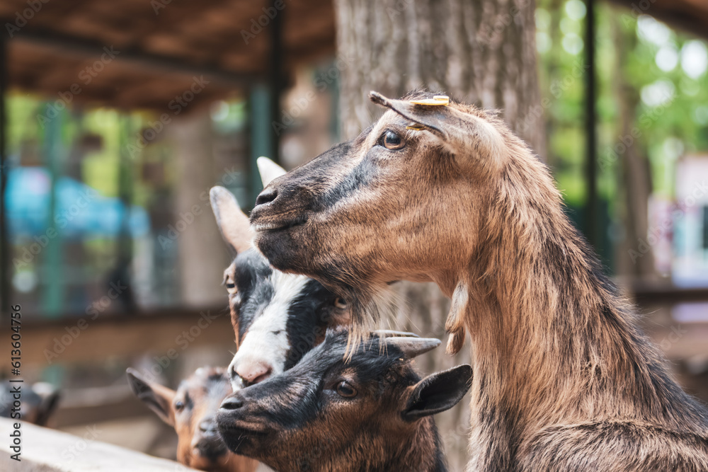 Brown goats waiting for food near wooden fence in farm yard. Domestic animals breeding close-up Brown goats waiting for food near wooden fence in farm yard. Domestic animals breeding close-up