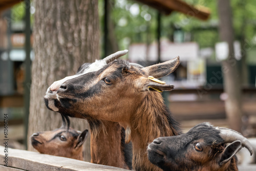Colorful brown goats group waiting for food near wooden fence in farm yard. Domestic animals breeding