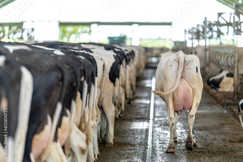 Print op canvas cows in a row while feeding on a modern farm, rear view