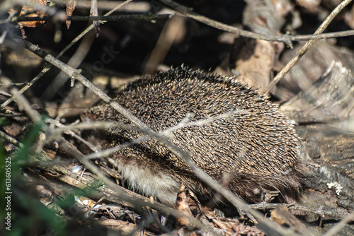 Hedgehog cute animal hiding in dry branches close-up in woods