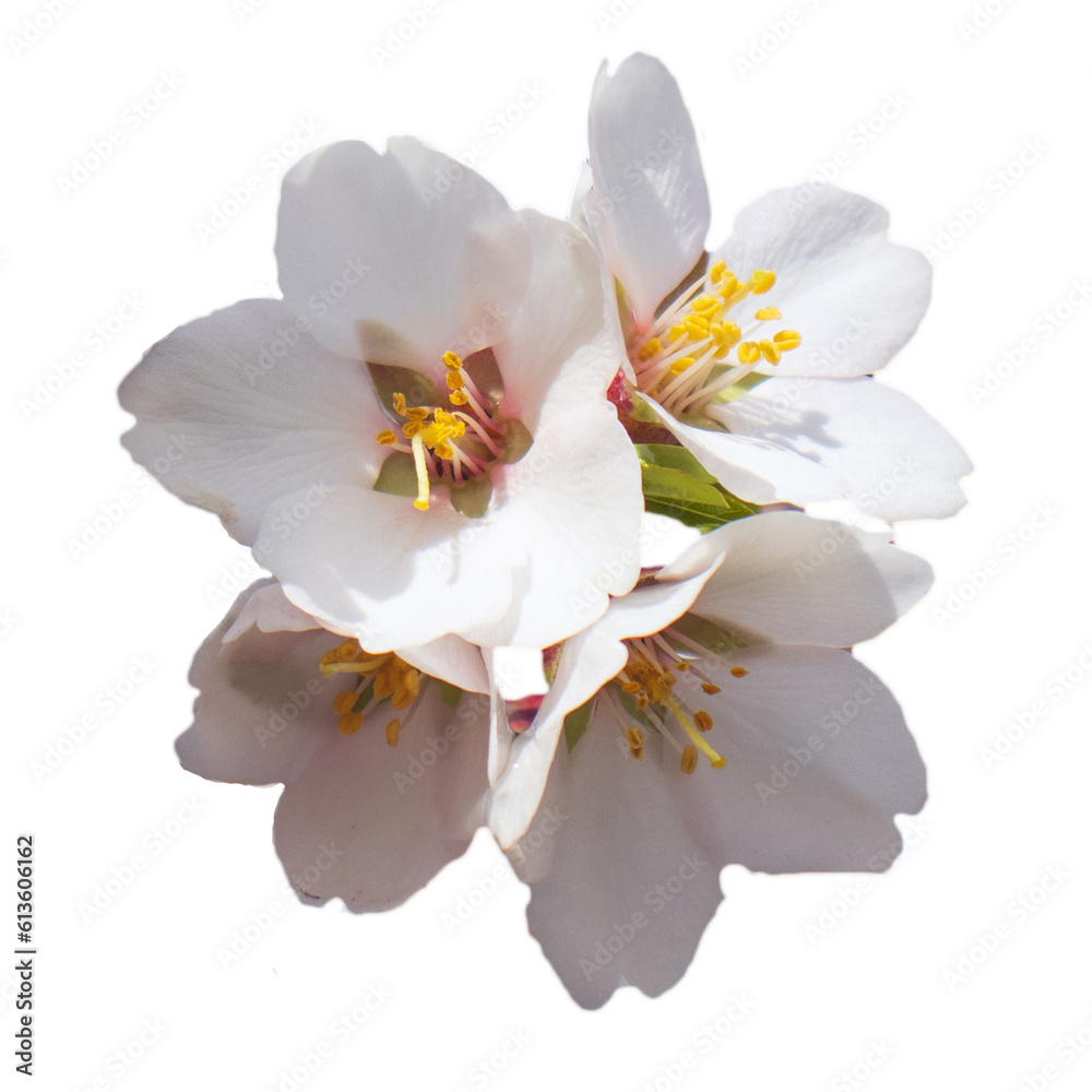 Close up apricot buds flower on tree isolated PNG photo with transparent background.