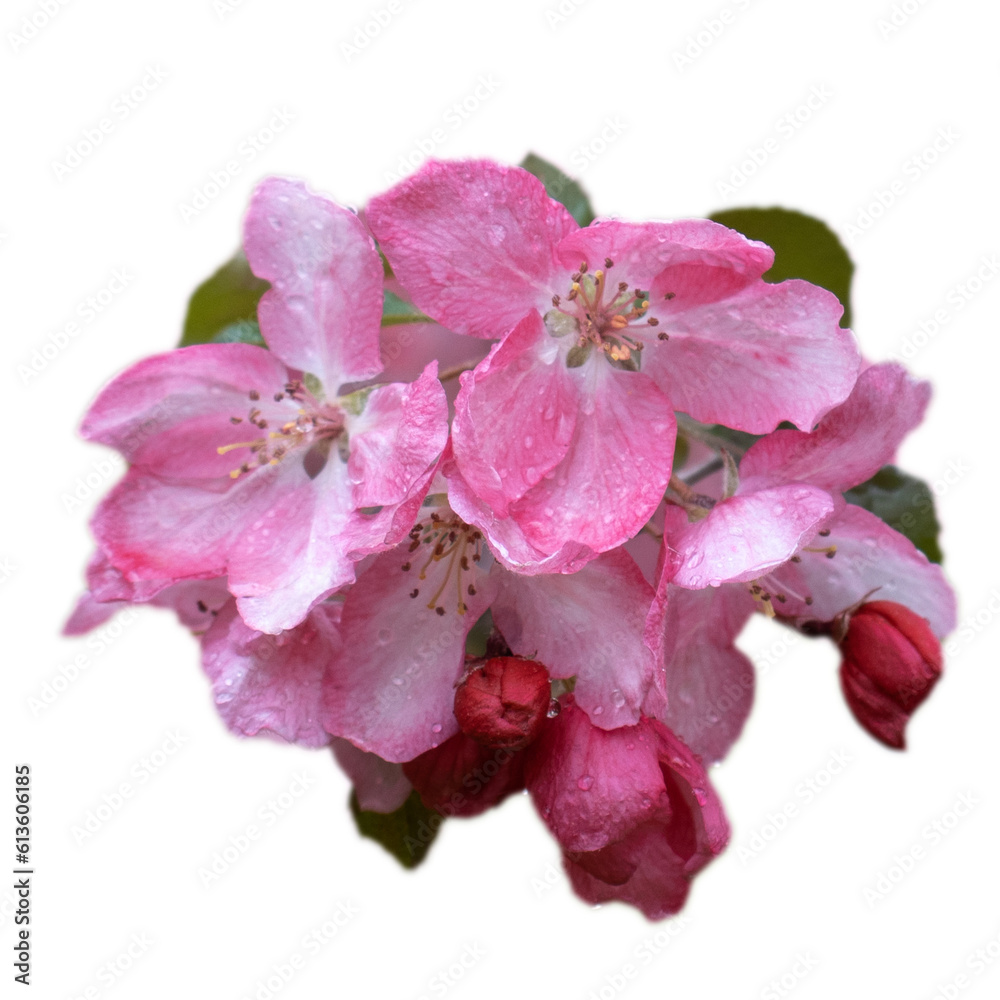 Close up pink apple buds flower on tree isolated PNG photo with transparent background. Close up pink apple buds flower on tree isolated PNG photo with transparent background.