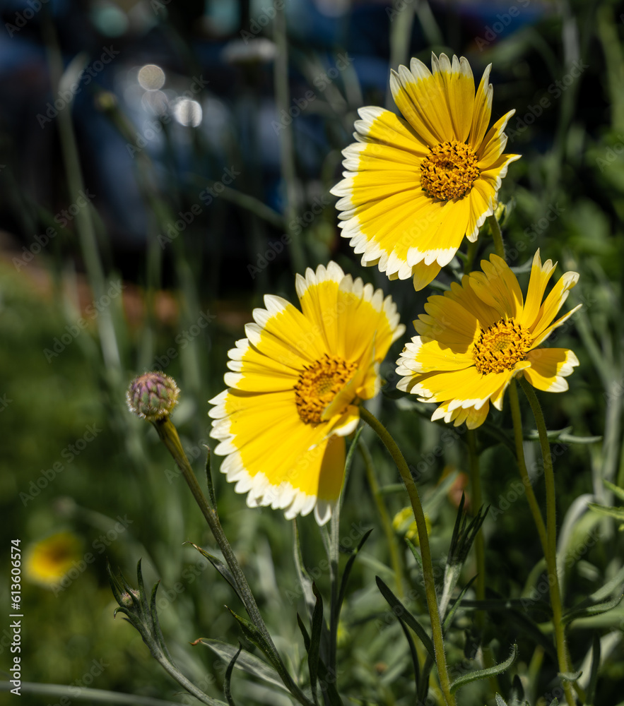 photo de fleur jaune magnifique 