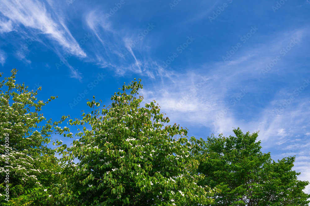 初夏に咲くヤマボウシの花