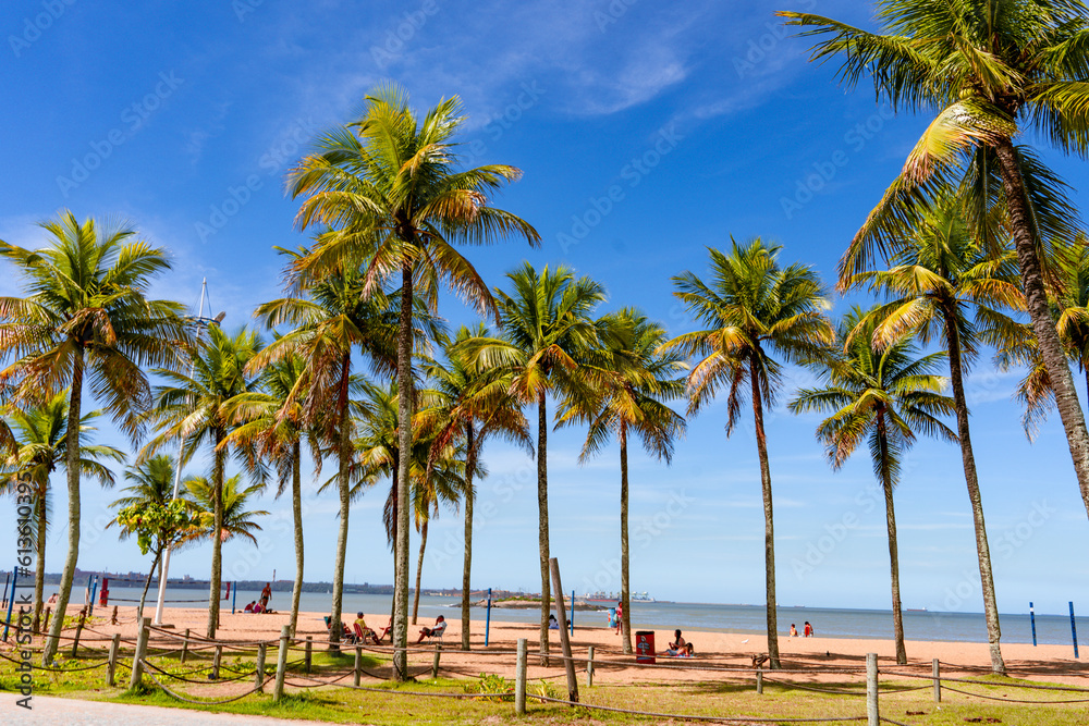Tall coconut trees on Camburi Beach, in Vitória, capital of Espírito Santo State