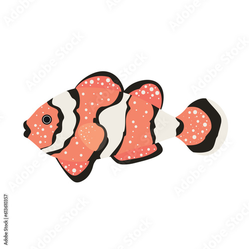 Beautiful clownfish on white background photo