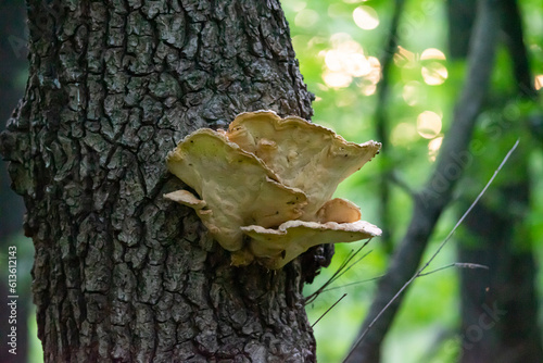 Fototapeta Naklejka Na Ścianę i Meble -  Huba drzewna - las