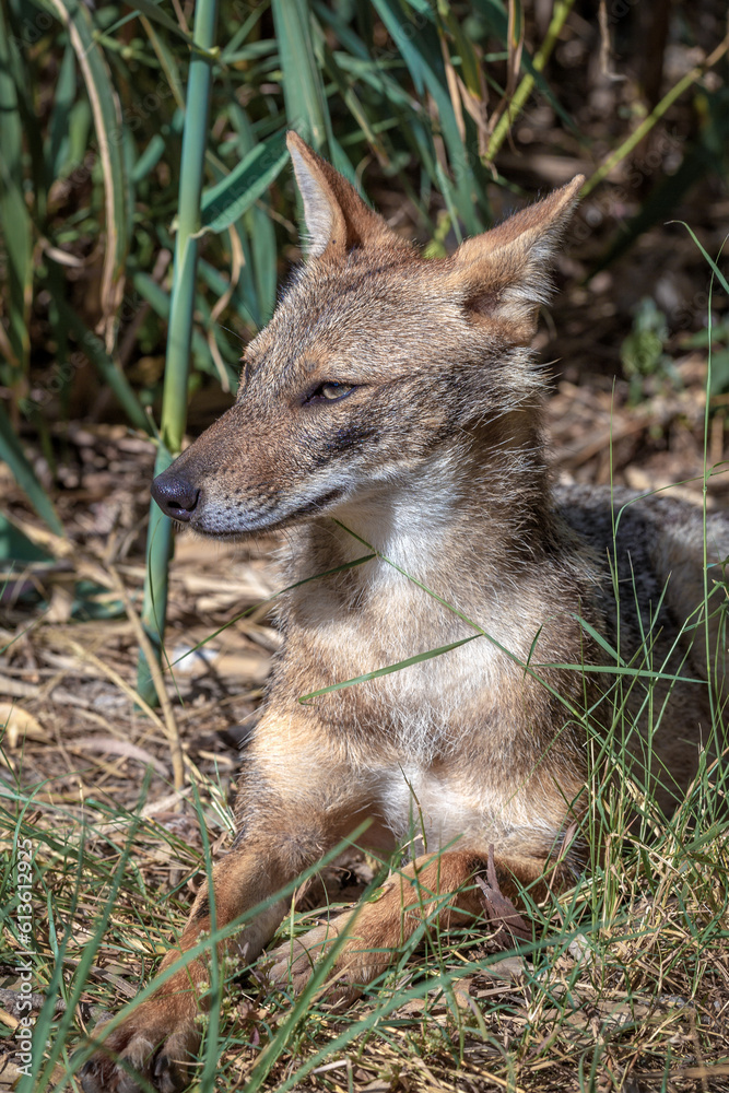 The golden jackal (Canis aureus), also known as the common jackal or Asiatic jackal lies in the grass and looks curiously. Close-up portrait of a wild jackal. Park Yarkon. Israel.
