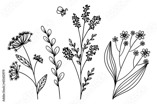 Different wildflowers and herbs with a bee. Hand drawn botanical flowers and leaf vector with bee