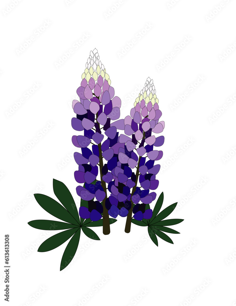 Fototapeta premium Blue Lupine Vector Art 