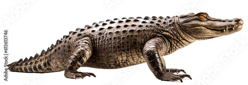Crocodile isolated on the transparent background PNG. AI generative.