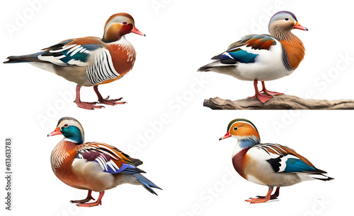  Set of Mandarin duck isolated on the transparent background PNG. AI generative.