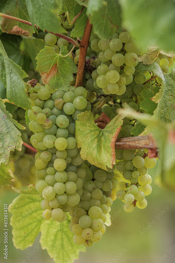White wine grapes hang on the vine White wine grapes hang on the vine