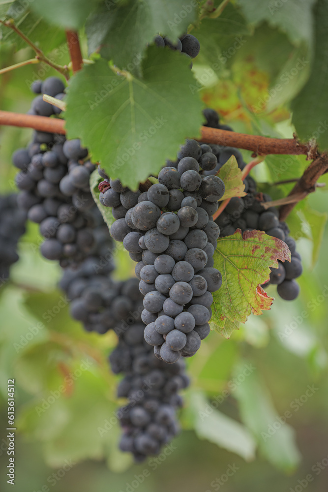 Red wine grapes hang on the vine