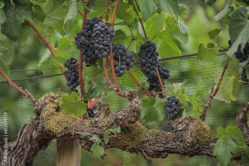 фотографія Red wine grapes hang on the vine