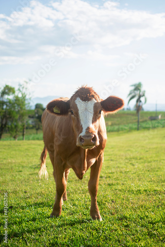 Boi Gordo. Um vaca encarando seu dono.