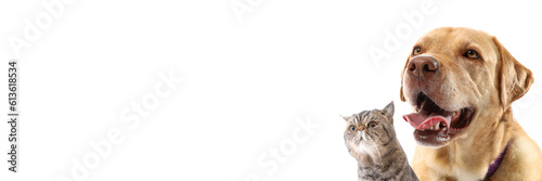 Cute Exotic cat and Labrado...