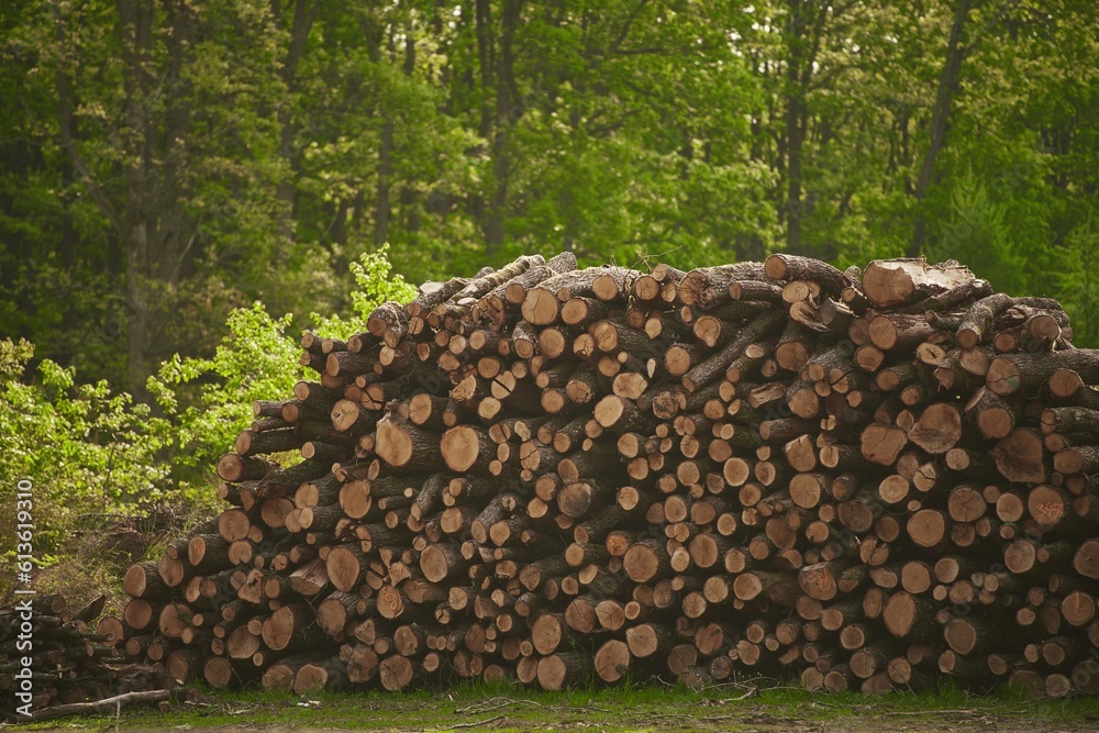 Big logs of wood are prepared in a sawmill for the production of furniture and lumberwood. Ecological Damage.