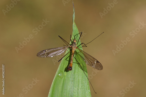 Male crane fly Tipula fascipennis, family Tipulidae on a bamboo leaf. Dutch garden, June. photo
