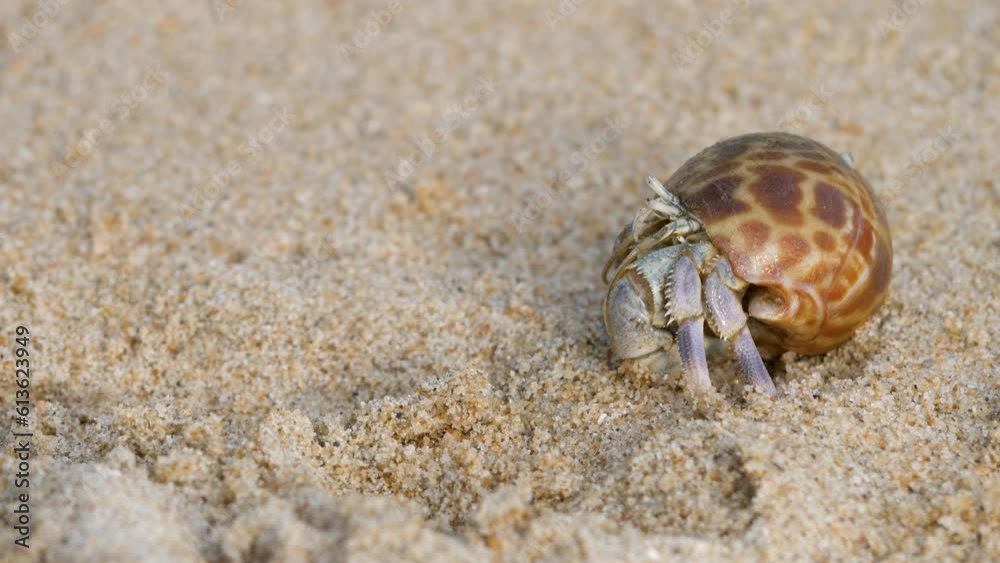 Hermit crab on sand tropical beach in sunny day. Feeler animals in wild. Scenic summer in tropic. Shell mobile safety home. Cancer hermit crawls. Protective mobility in marine environments Hermit crab on sand tropical beach in sunny day. Feeler animals in wild. Scenic summer in tropic. Shell mobile safety home. Cancer hermit crawls. Protective mobility in marine environments
