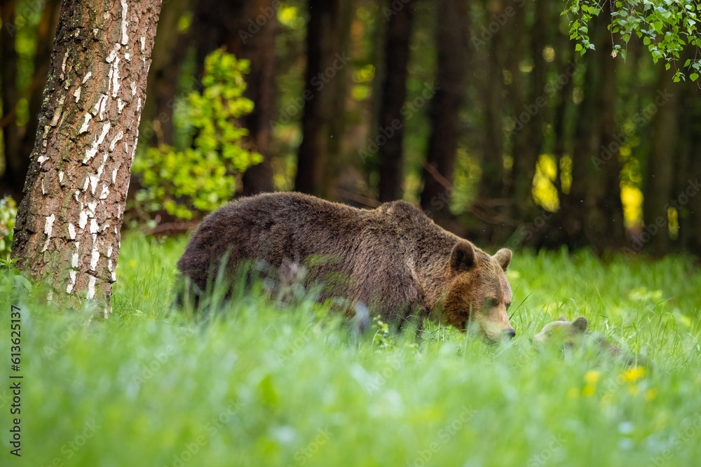 She-bear and bear cub in the forest meadow. Animals in natural Habitat. (Ursus arctos) . Wildlife scenery She-bear and bear cub in the forest meadow. Animals in natural Habitat. (Ursus arctos) . Wildlife scenery