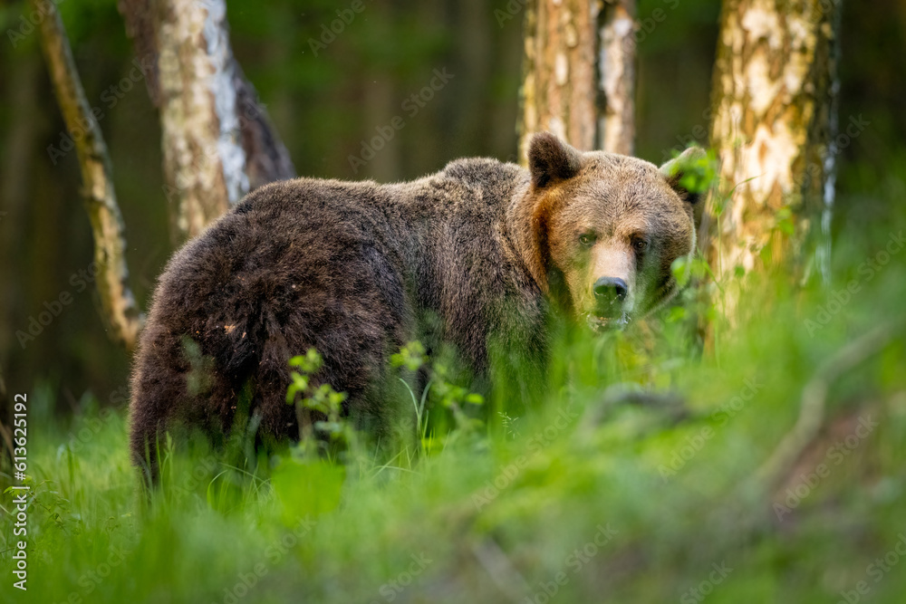 Wild Brown Bear (Ursus Arctos) in the forest. Animal in natural habitat. Wildlife scenery. Wild Brown Bear (Ursus Arctos) in the forest. Animal in natural habitat. Wildlife scenery.