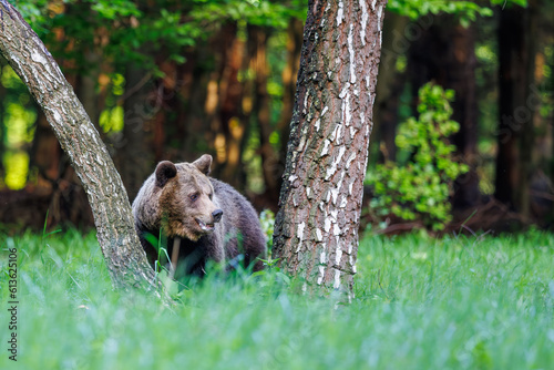 Beautiful brown bear walking in birch forest. Dangerous animal in the wood. Wildlife nature 