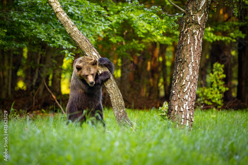 A beautiful brown bear climbs a birch tree. Wild nature in Slovakia. Wildlife animal in natural habitat