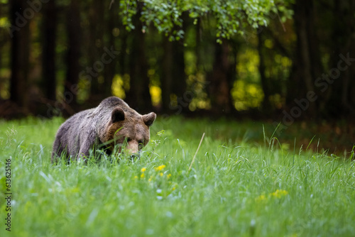 Wild Brown Bear  Ursus Arctos  in the forest. Animal in natural habitat. Wildlife scenery.