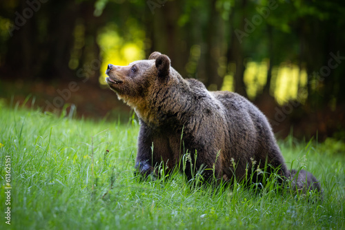 Wild Brown Bear  Ursus Arctos  on meadow. The background is a forest.  A wild animal in its natural habitat. Wildlife scenery.