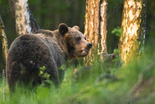 Wild Brown Bear (Ursus Arctos) on meadow. The background is a forest.  A wild animal in its natural habitat. Wildlife scenery. © Branislav