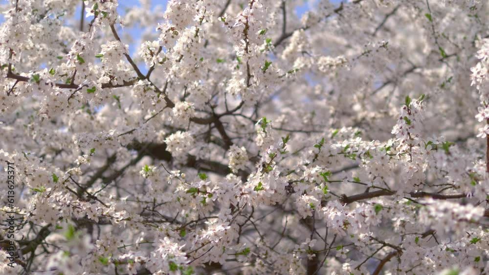 Springtime awakening of nature background in 4k slow motion 60fps
