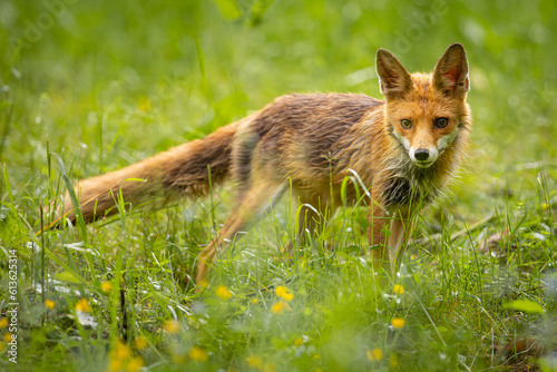 Red Fox  Vulpes vulpes  on meadow in the forest . Wildlife scenery.