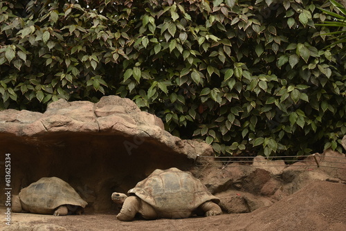 Tortugas Gigantes de Tierra plano medio