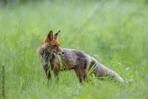Red Fox (Vulpes vulpes) on meadow in the forest . Wildlife scenery. © Branislav
