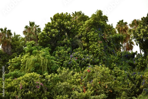 Flora Jungla Tropical Plano general
