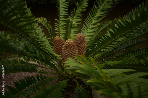 Planta Tropical Palmera