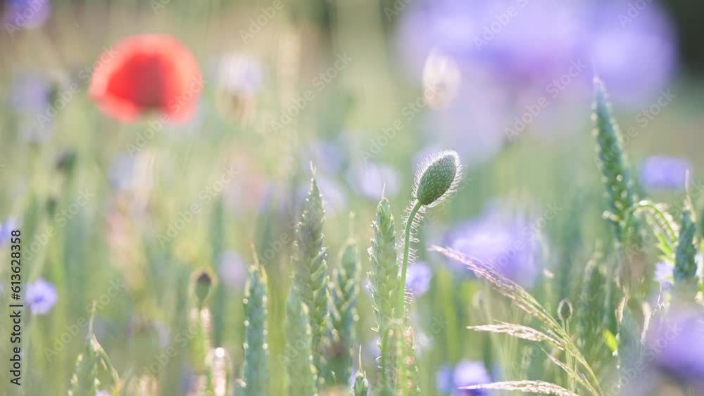 Wildblumenwiese mit rotem Mohn, Kornblumen und Gräsern. Blumen wiegen sich leicht im Wind, romantisch, zart. Geringe Schärfe auf einer Mohnknospe. Slowmotion, Zeitlupe