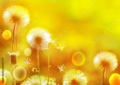 Bright Natural Yellow Background Dandelions Fluffy Flowers Copy Space