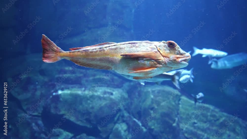 Large scale oceanarium of marine life with many species of underwater sealife. marine fish in the aquarium Large scale oceanarium of marine life with many species of underwater sealife. marine fish in the aquarium