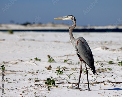 One Great Blue heron standing on beach sand