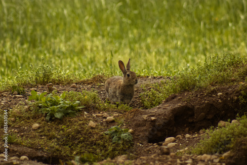A little hare. © kevin