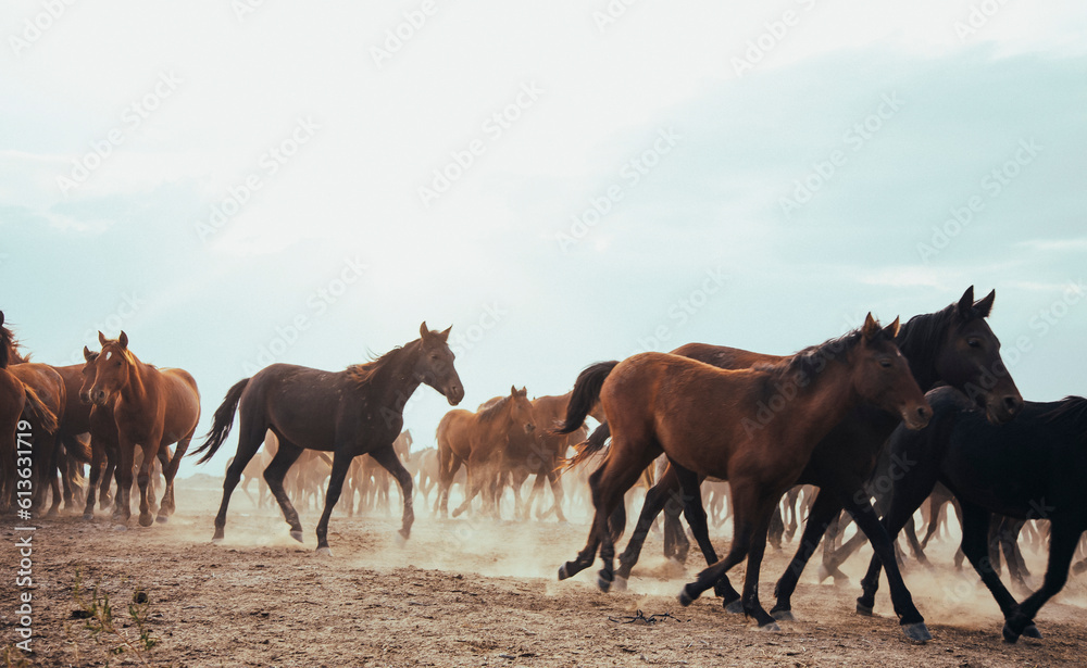 a group of horses galloping freely